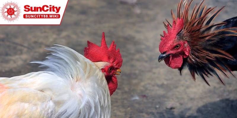 Một vài hình thức chơi đá gà nổi trội